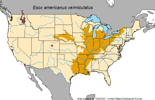 This image has an empty alt attribute; its file name is grasspickerel.png