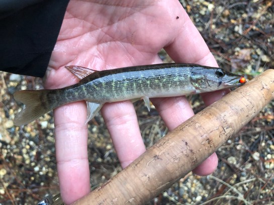 This image has an empty alt attribute; its file name is img_8694.jpg