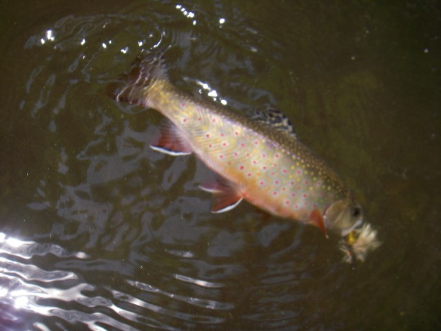 Brookie in action IMGP5746