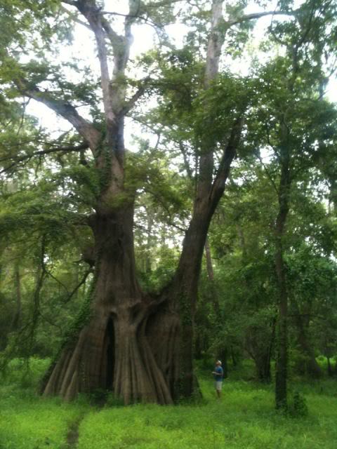 cat_island_cypress