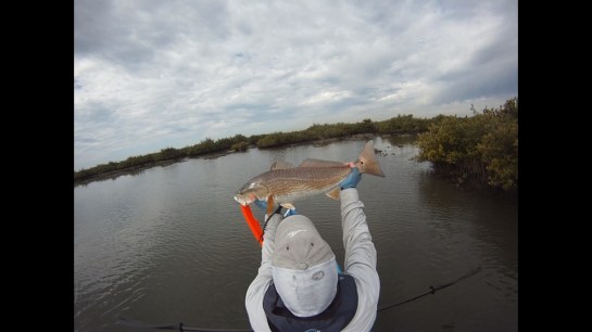 Redfish9