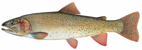 OncorhynchusClarkiiSnakeRiverH650