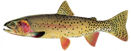 OncorhynchusClarkiiYellowstoneH650