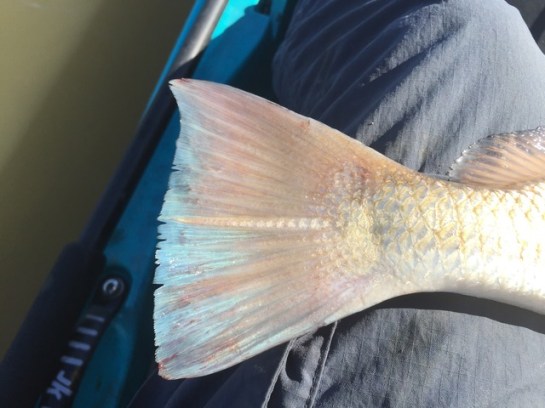 img_6800_zpskk957uxz