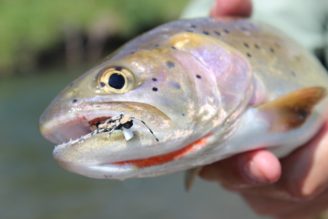 img_2876_zpsumpk2iqd