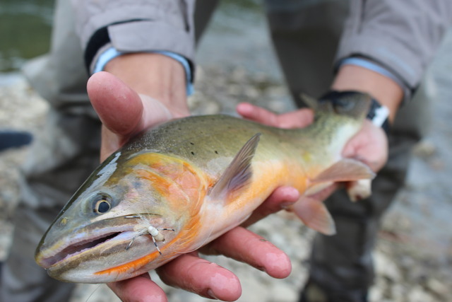 img_2917_zpsq2d8pzam