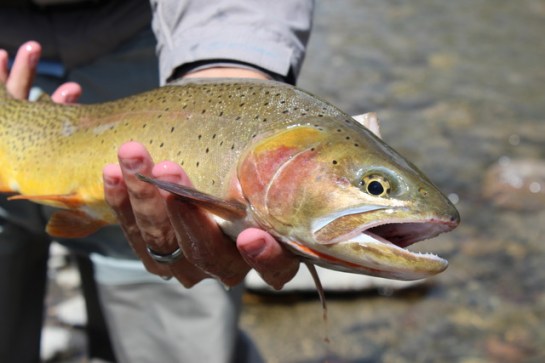 img_2966_zps0mwi34jp