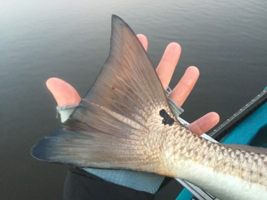 img_7313_zpsi6roz0bq