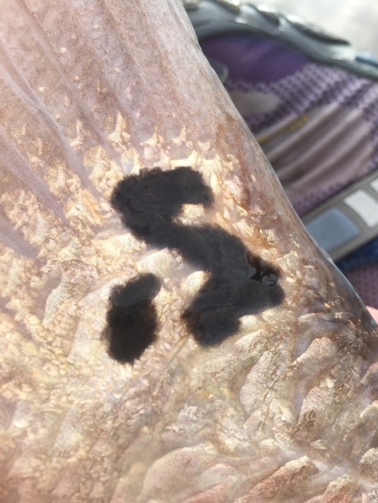 img_7537_zpsd7ss97bw