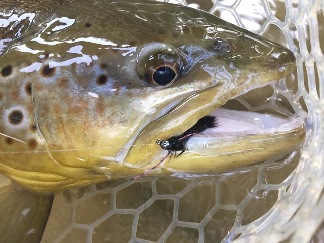 img_8253_zpsbwnu0mgz