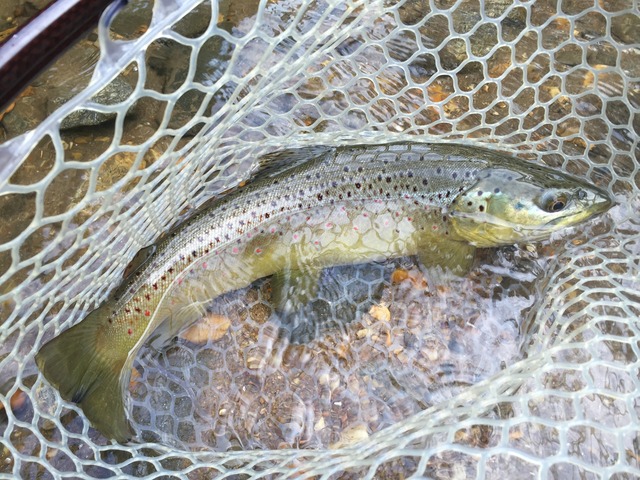 img_8255_zpsgdphqpux