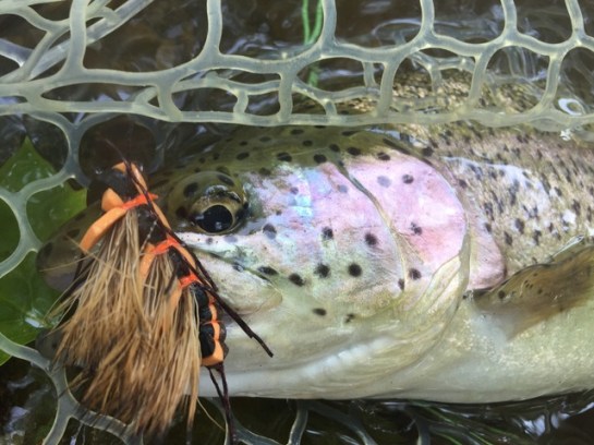 img_8257_zpsl4gsgrrl