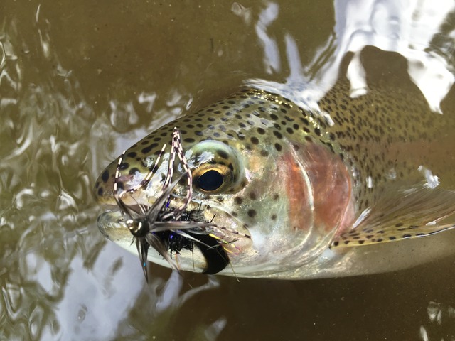 img_8306_zpshghmn0fx