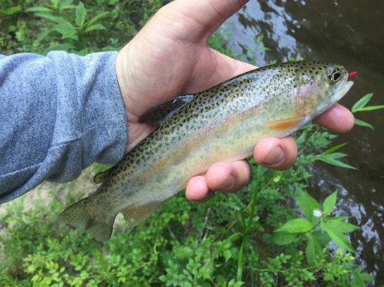 img_8325_zps1zwi058v