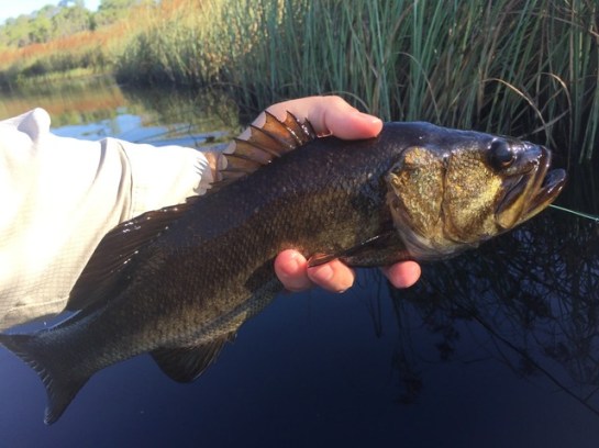 img_8580_zpsqtvss7sa