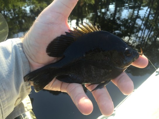 img_8582_zpsbrm8rnlu