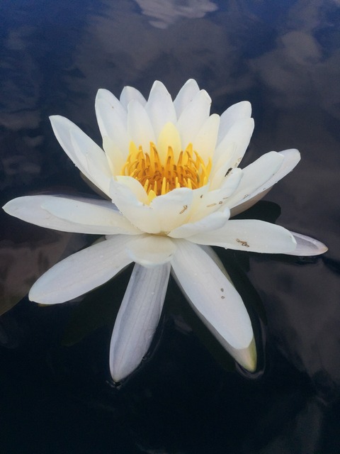 img_8589_zpsiiuunvwr