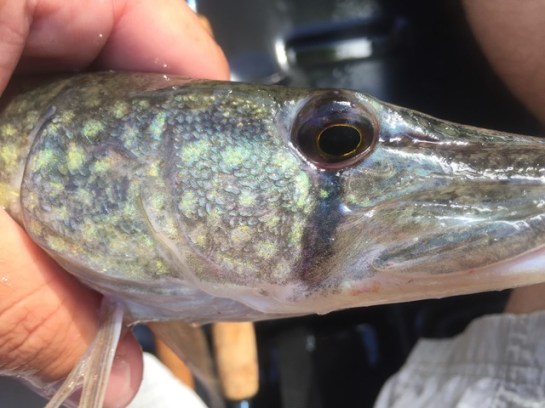 img_8647_zpsrt6egehp