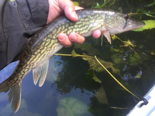 img_8648_zpsbujgmqas