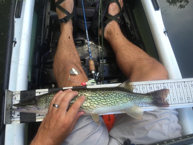 img_8654_zpsykhxhulm