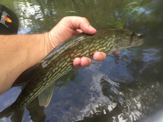 img_8659_zpsres83lrt