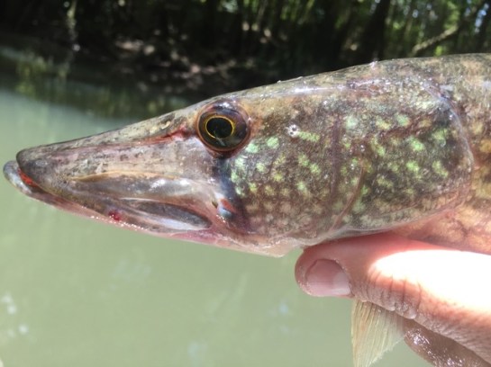 img_8701_zpswsyvf0uq