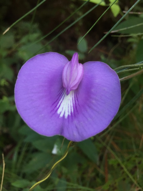 img_8873_zpslfsp88e8