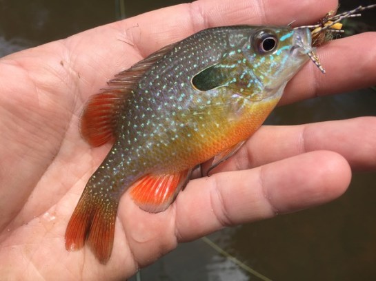 img_8891_zpsxgvfmzyj