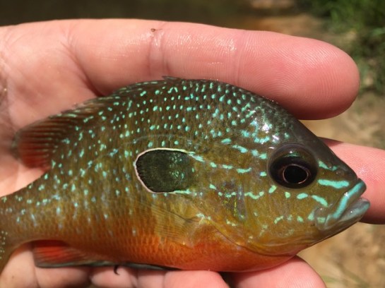 img_8896_zpsjozslmbv