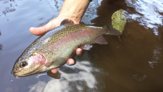 20160922_122418_zpsh1hkfrci