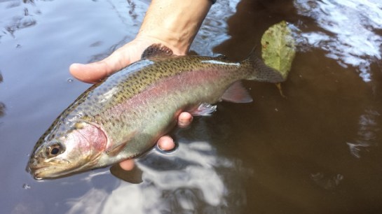 20160922_122418_zpsh1hkfrci