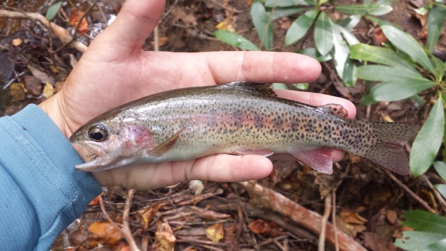 20160922_162902_zpsdvxoobzj