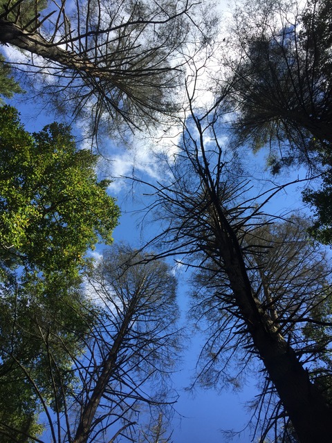 img_9331_zps0e8ofptl