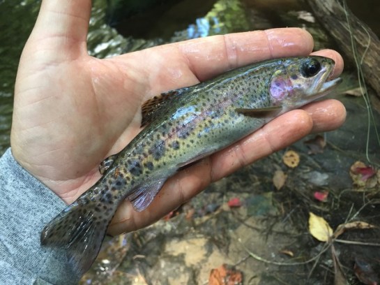 img_9333_zpsiupw1jbo