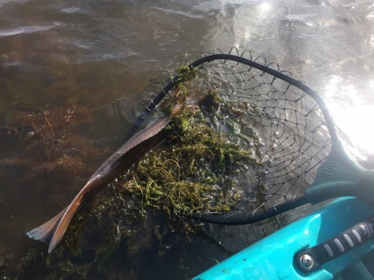 img_9888_zpsymunacie