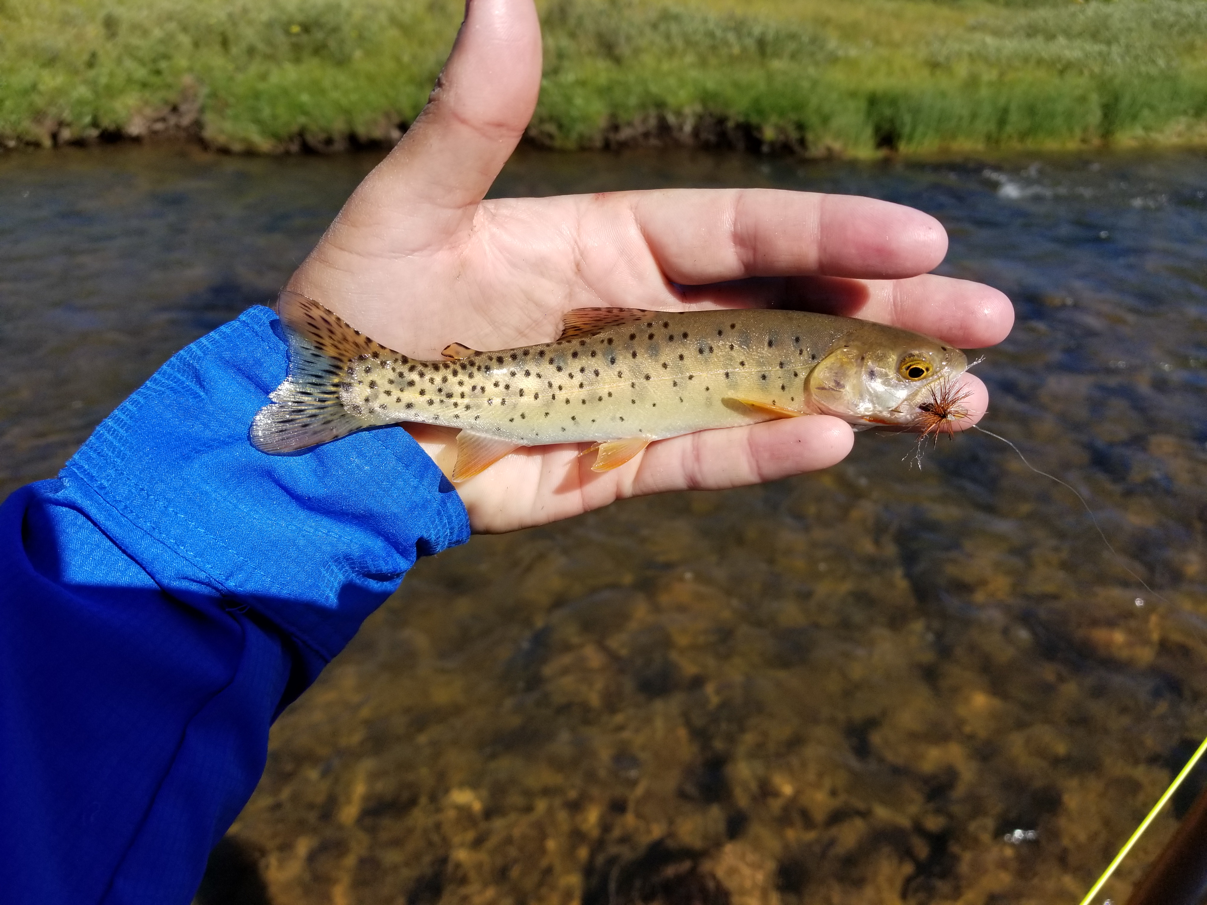 20170729_095826