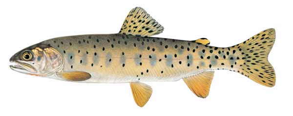 bonneville-cutthroat