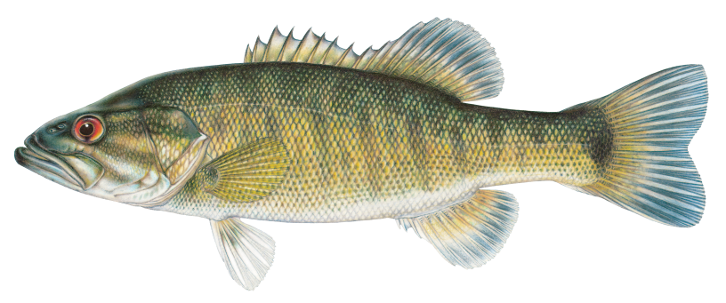 shoal-bass