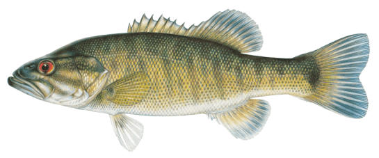 shoal-bass