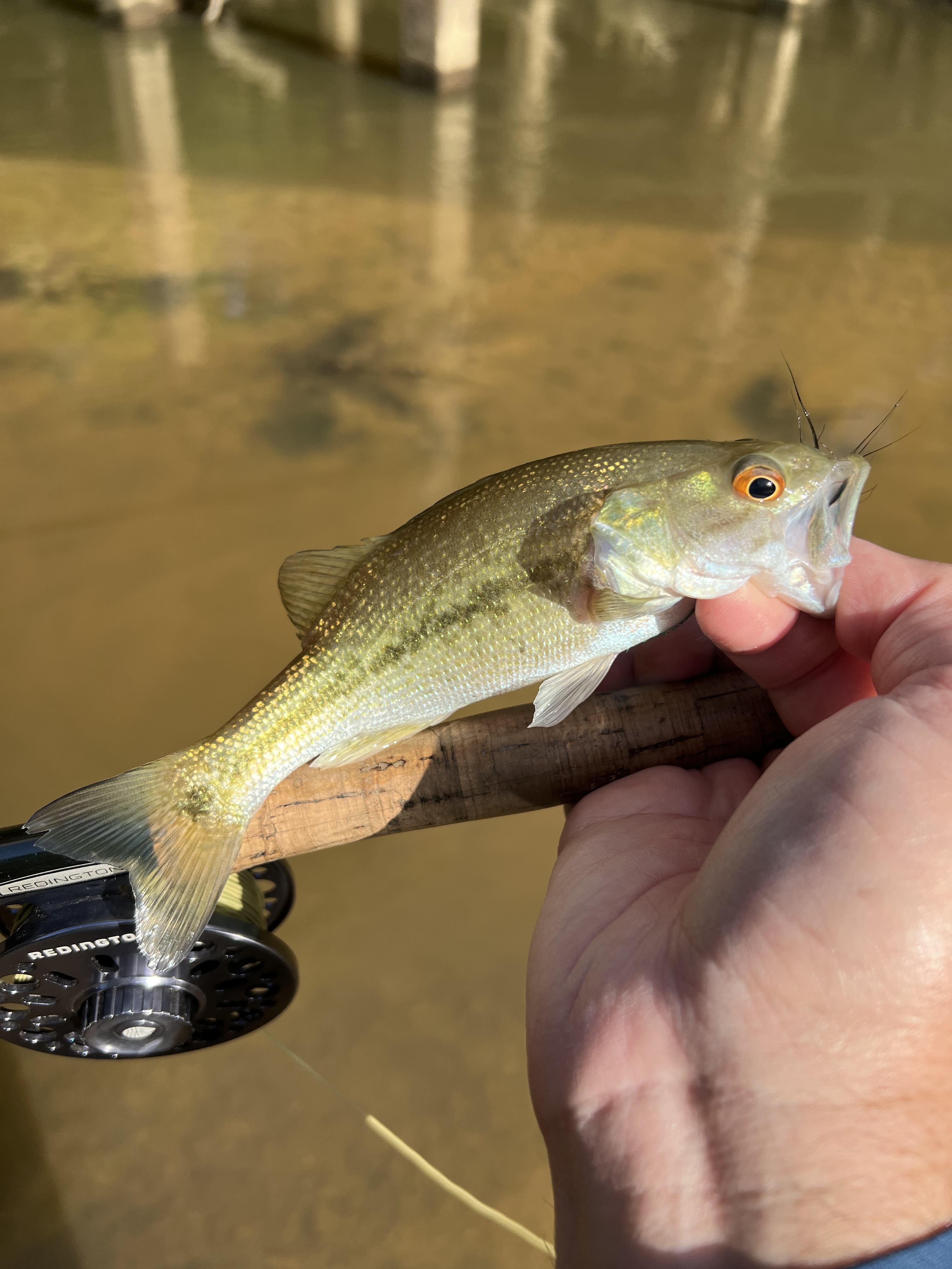 The creeks are calling | Mountains to Marsh