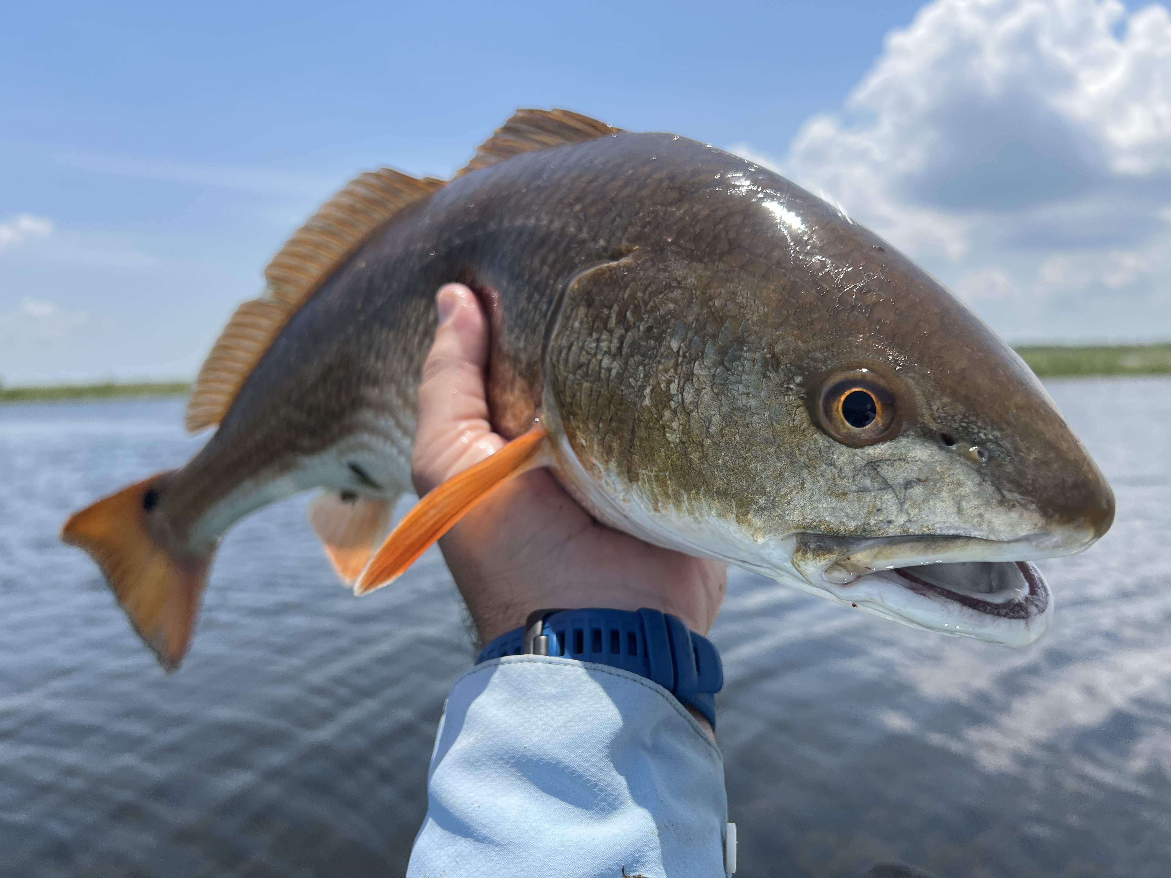 Red Stick Fly Fishers | Mountains to Marsh