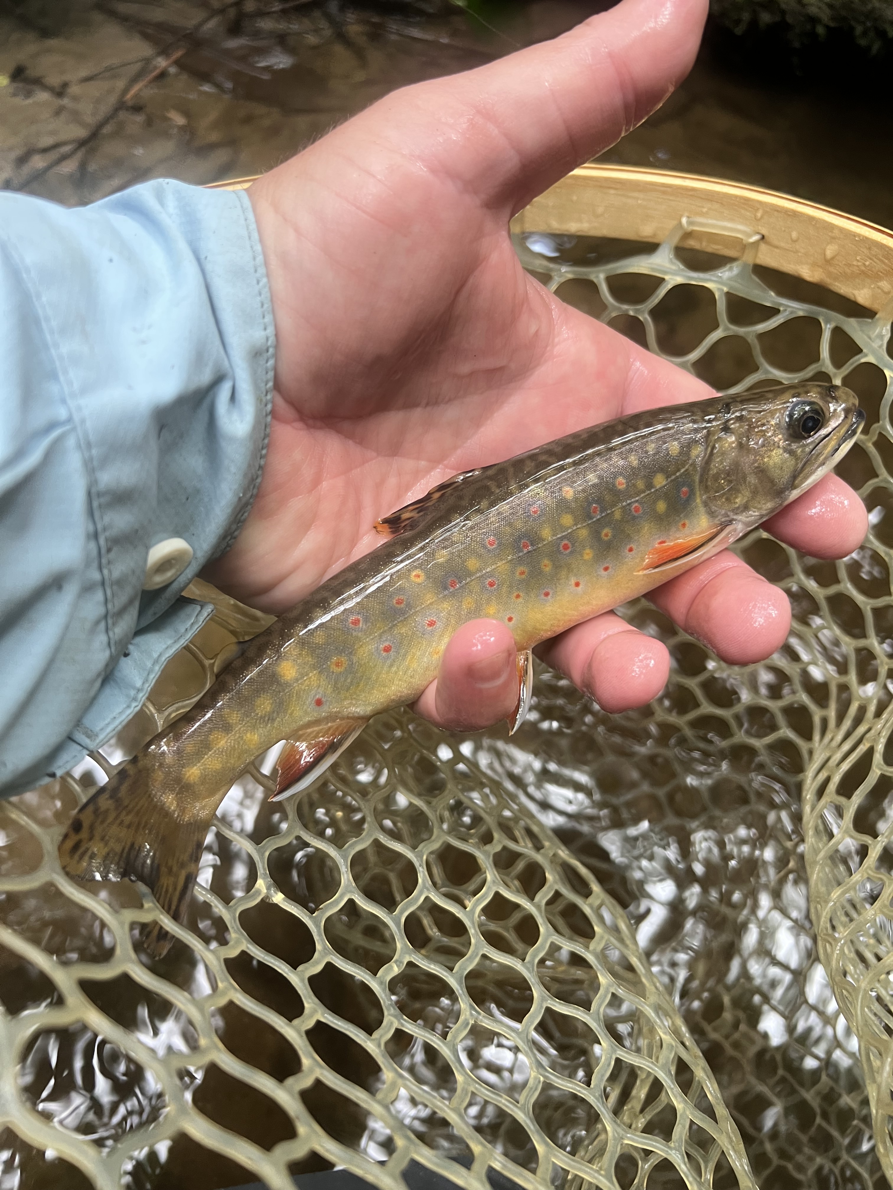 North Georgia Brook Trout | Mountains to Marsh