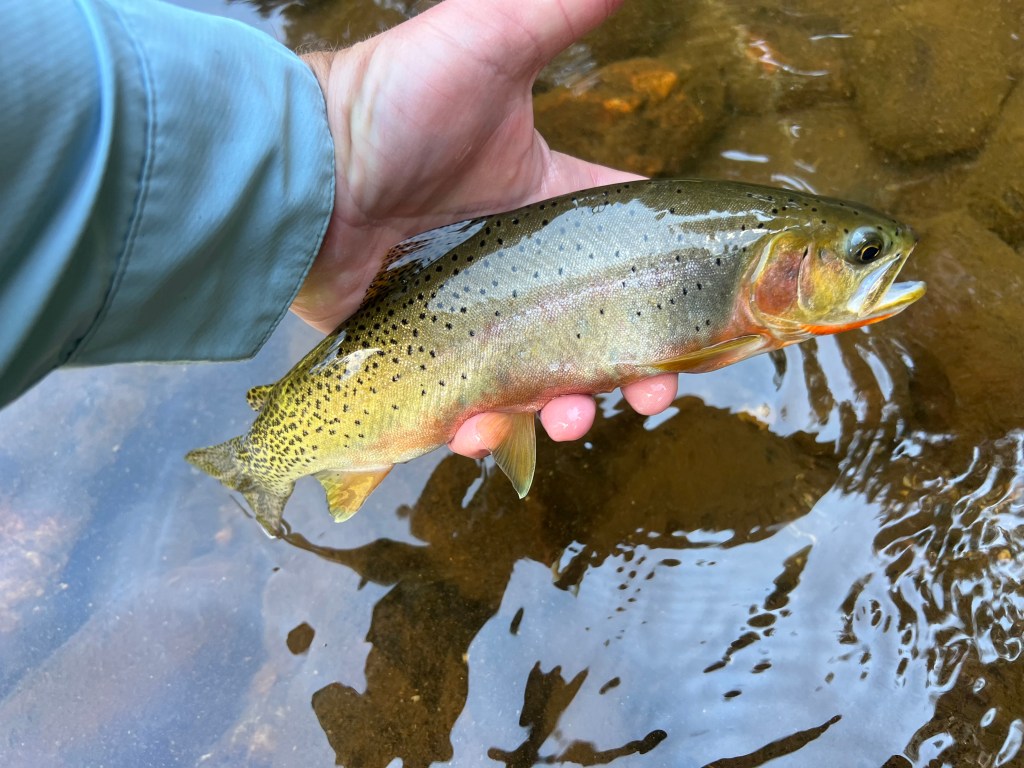 This image has an empty alt attribute; its file name is img_4158.jpg