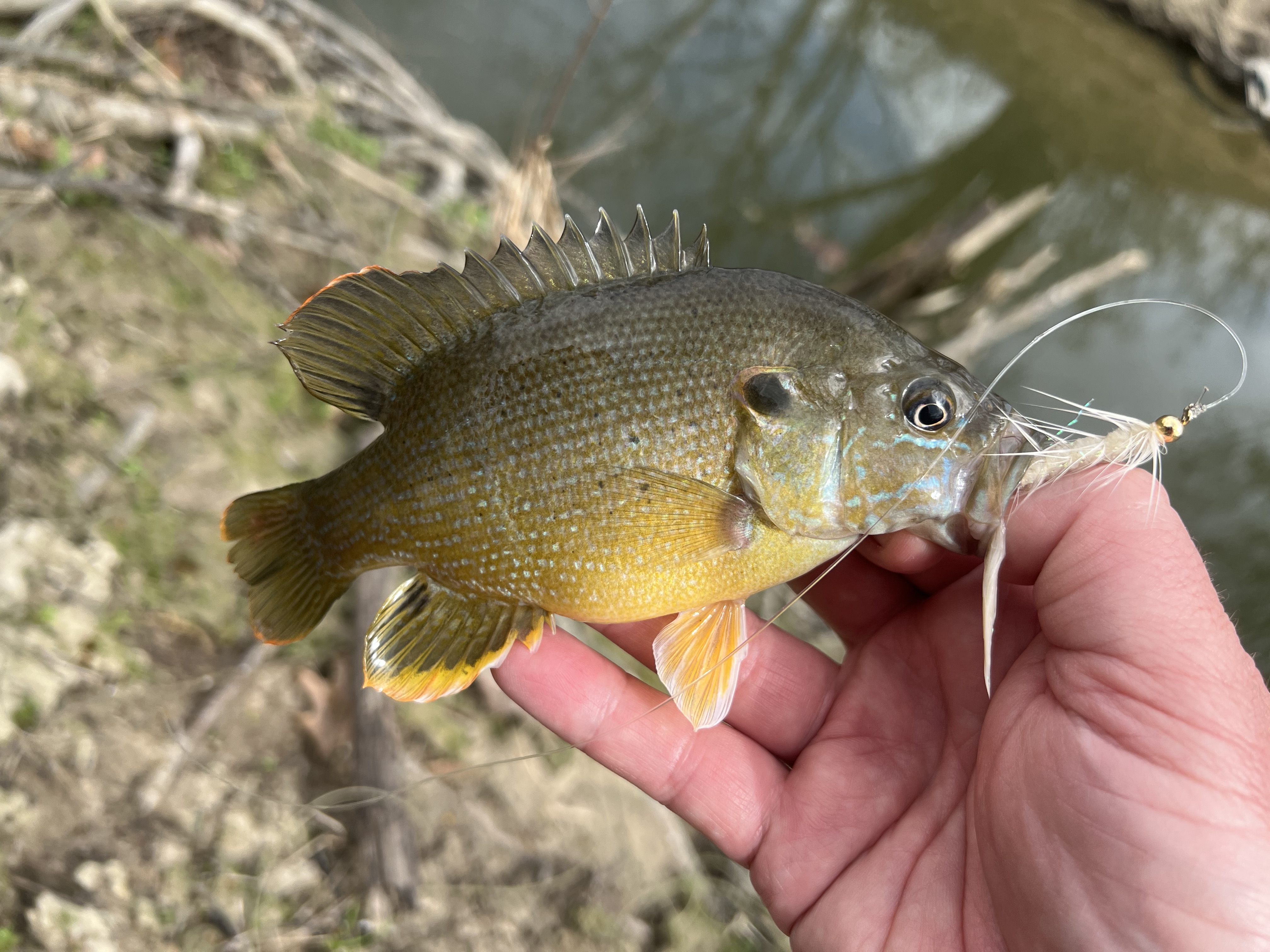 Green sunfish | Mountains to Marsh