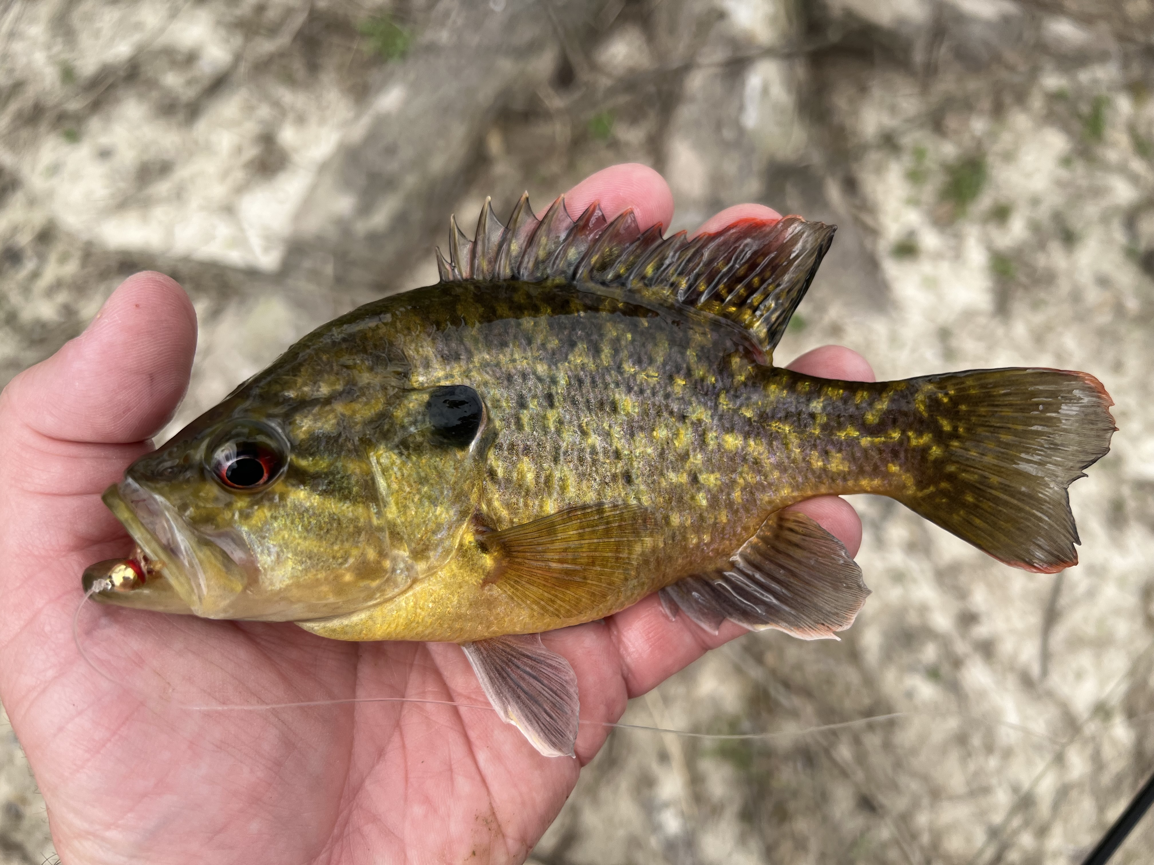 Green sunfish | Mountains to Marsh